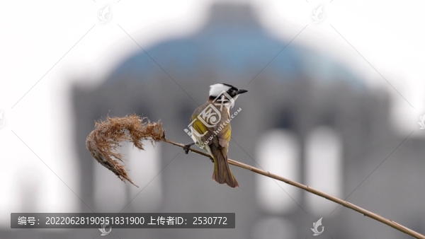 白頭鵯