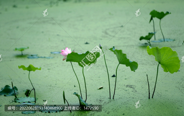 荷塘悅色