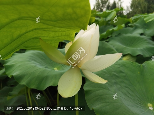 白色荷花