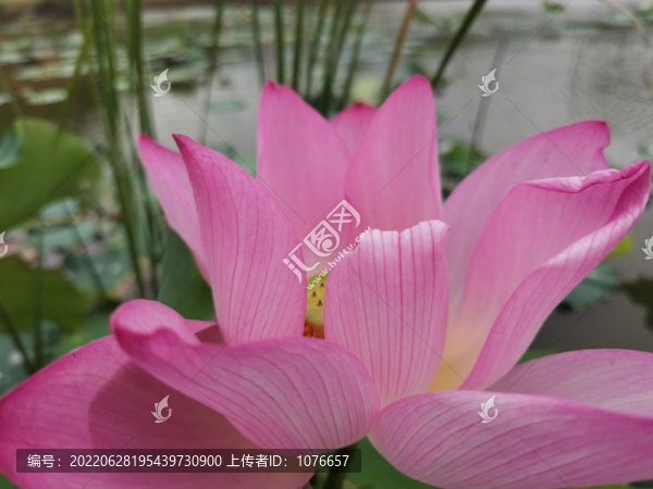 夏天的荷花