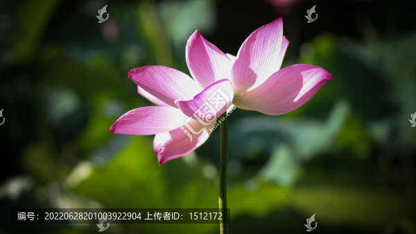 蓮花