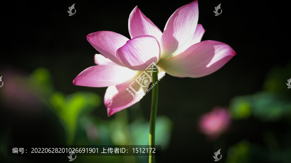 蓮花