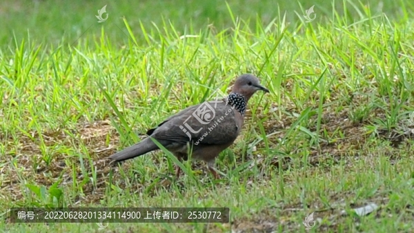 斑鳩