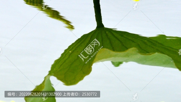 蓮