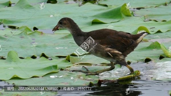 黑水雞