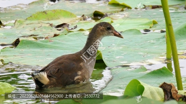 黑水雞