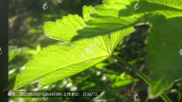 葎草