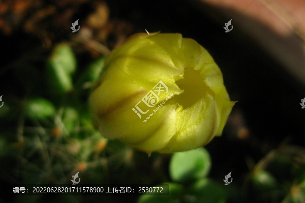 仙人球花