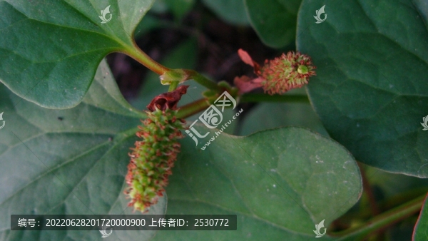 蕺菜
