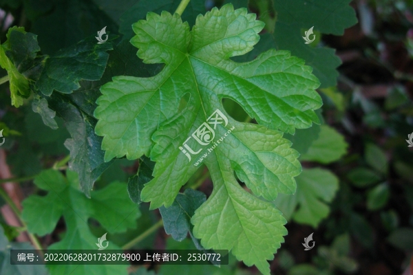 桑