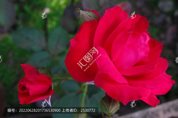 月季花