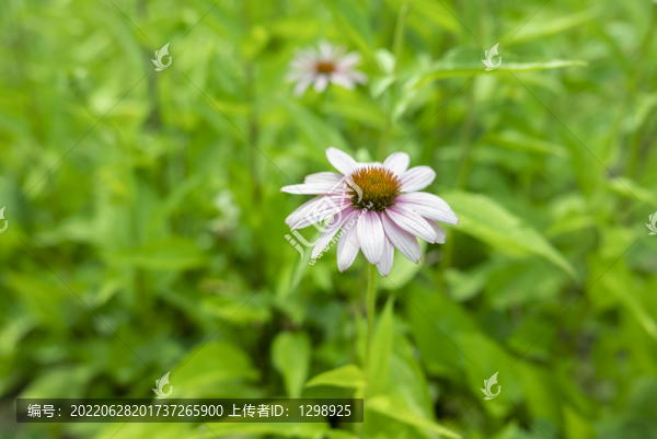 唯美松果菊