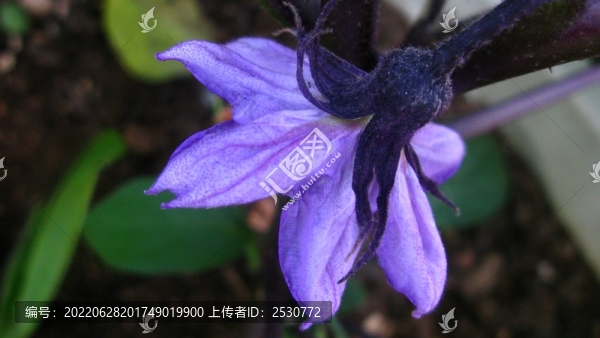 茄