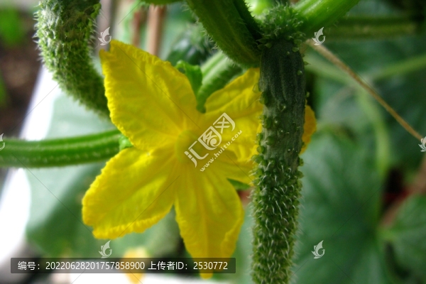 黃瓜