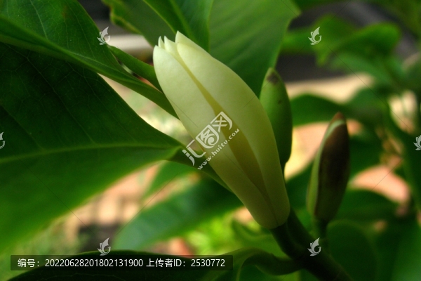 白蘭