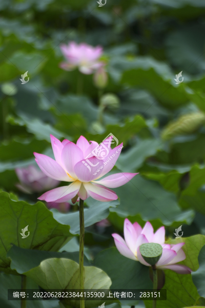 荷花