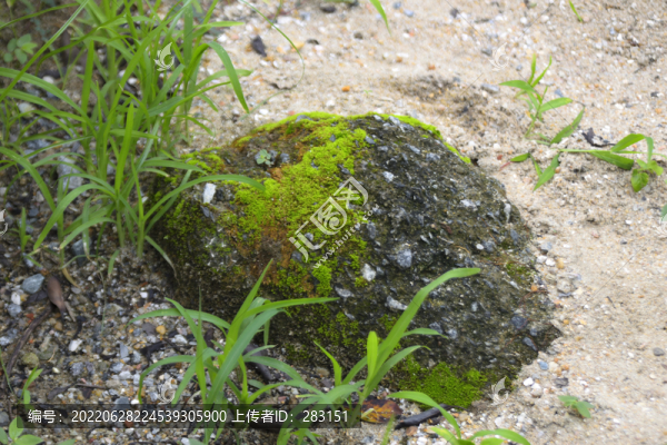 苔蘚