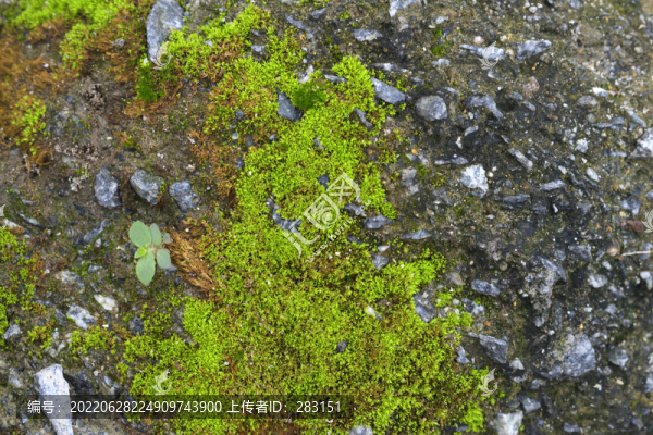苔蘚