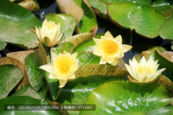 睡蓮