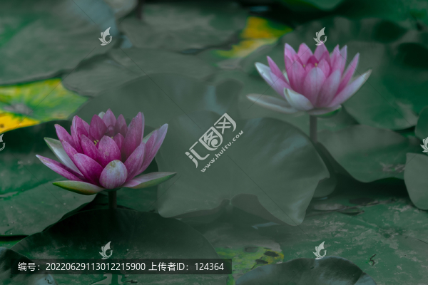 睡蓮