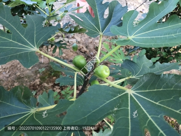 無花果