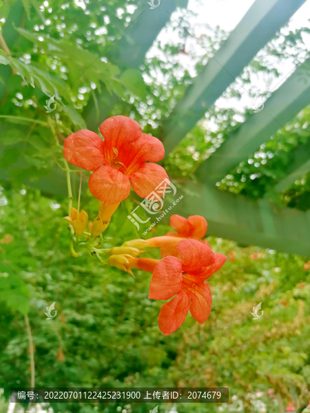 凌霄花