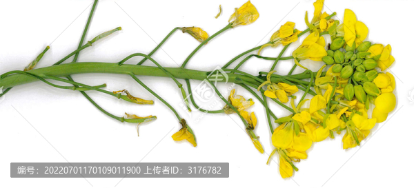 油菜花
