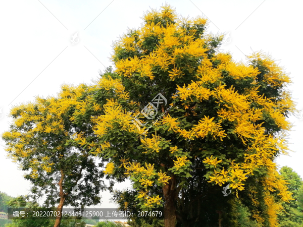欒樹(shù)開(kāi)花