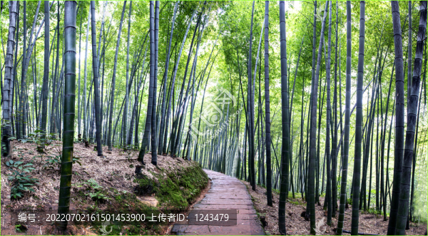 翠竹曲徑通幽處