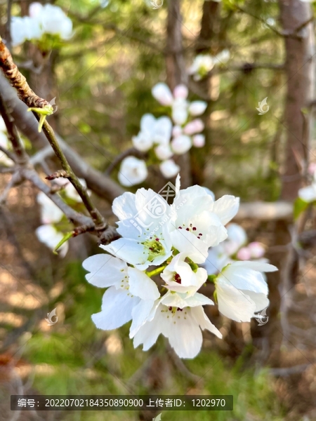 李子花