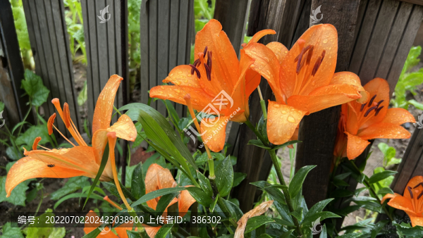 盛開的百合花