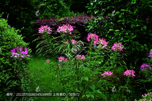 花卉