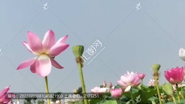 荷花