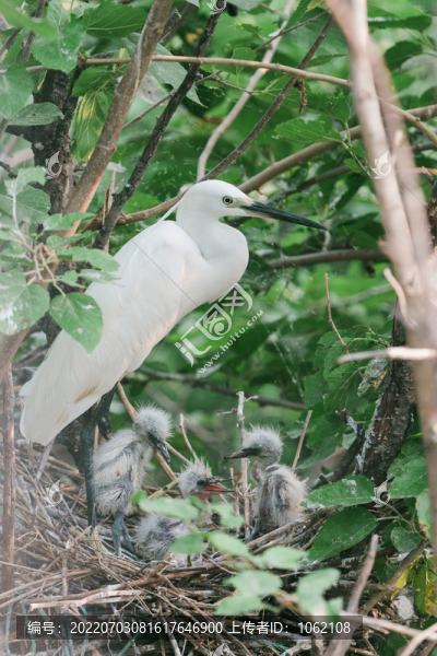 天津寶坻回家莊鷺園內(nèi)鷺鳥棲息
