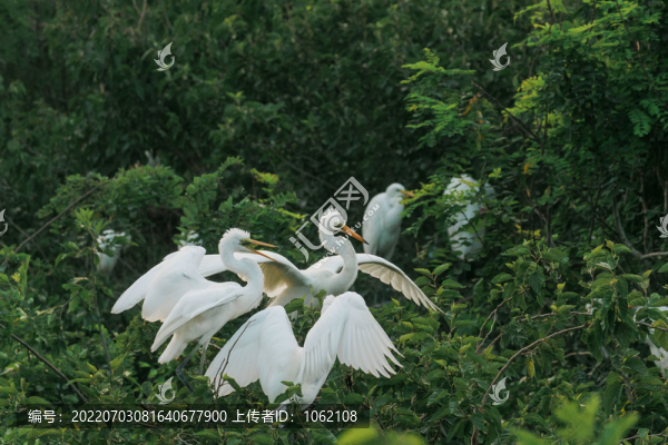 天津?qū)氎婊丶仪f鷺園內(nèi)鷺鳥棲息