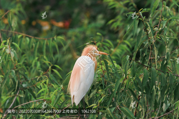 天津寶坻回家莊鷺園內鷺鳥棲息