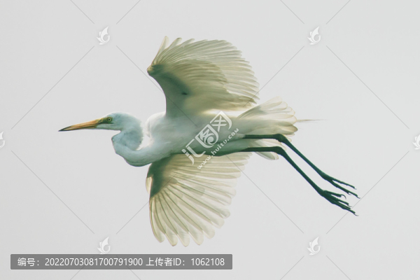 天津?qū)氎婊丶仪f鷺園內(nèi)鷺鳥棲息