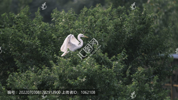 天津?qū)氎婊丶仪f鷺園內(nèi)鷺鳥棲息