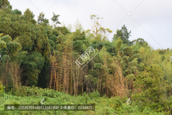 竹林