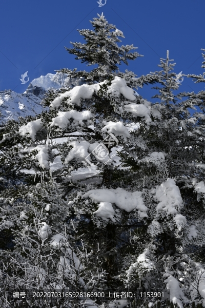樹上積雪