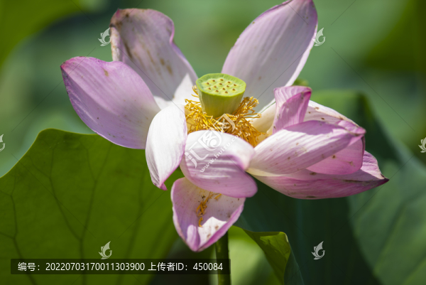 蓮花