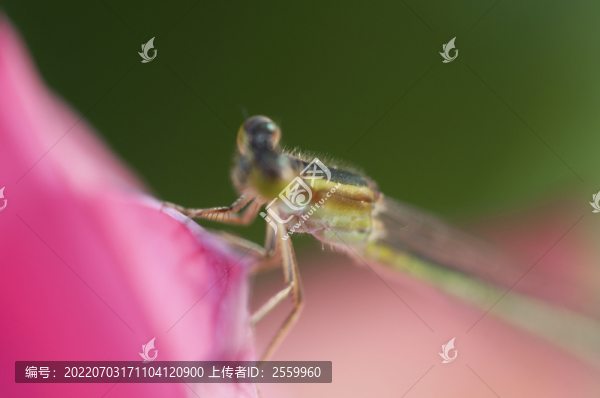 蓮花開了
