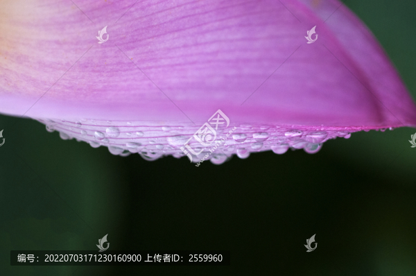 蓮花開(kāi)了