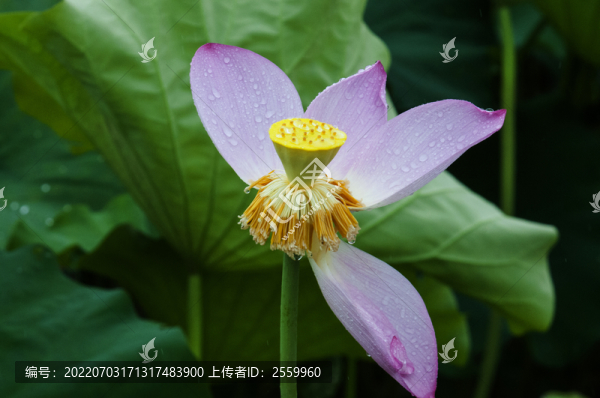 蓮花開了