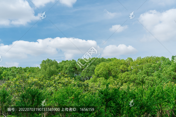 陽光樹林