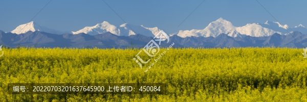 油菜花