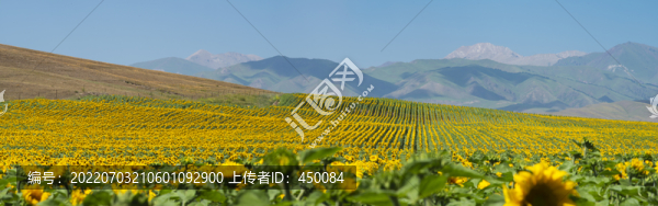田野