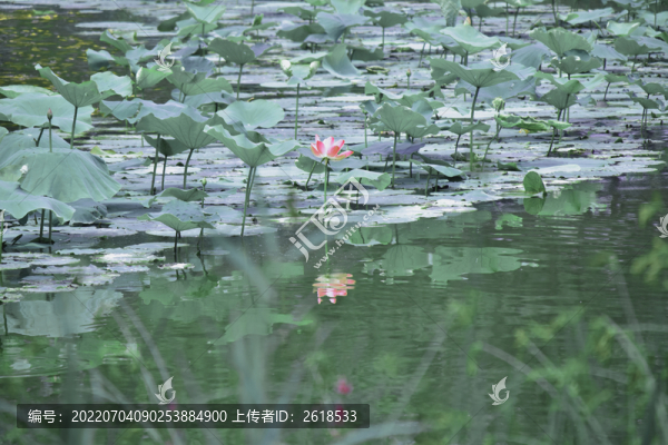 夏天荷花