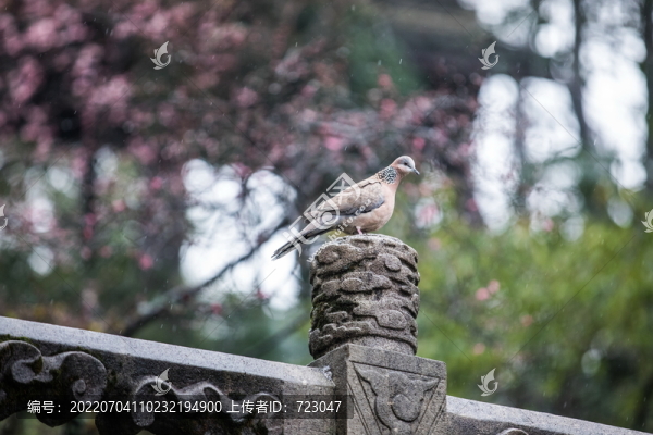 斑鳩