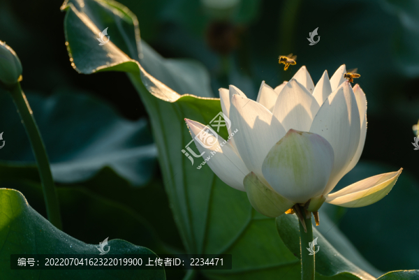 夏日荷韻